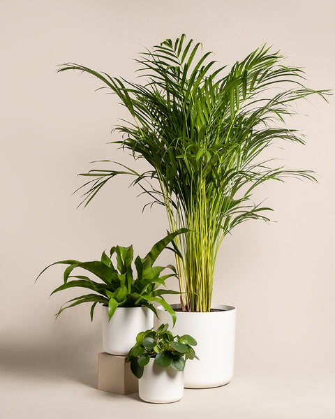Das Tierfreundliche Pflanzen-Set (Affiliate) enthält drei haustierfreundliche Pflanzen in weißen Töpfen vor beigem Hintergrund: eine große, palmähnliche und zwei kleinere Pflanzen mit breiten Blättern - ideal für Haushalte mit Haustieren.