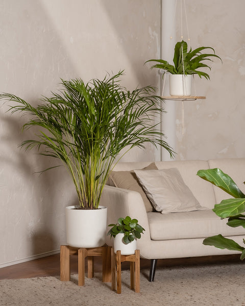 Ein Wohnzimmer mit einem beigen Sofa, neutralen Wänden und einem tierfreundlichen Pflanzen-Set (Affiliate) - grüne Topfpflanzen, darunter eine große Pflanze auf einem Holzständer und hängende Töpfe - perfekt für Haustiere-Liebhaber.