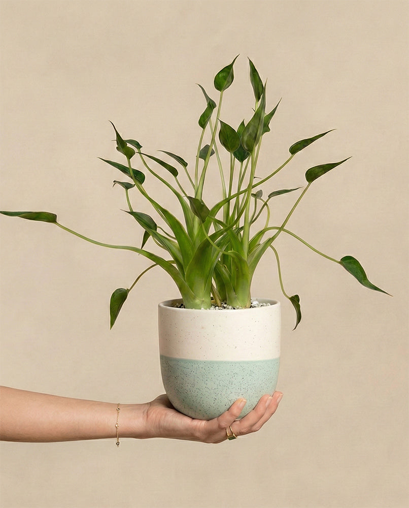 Eine Hand hält eine Alocasia 'Tiny Dancer' - eine Fee mit langen grünen Blättern in einem weißen Topf mit einem hellblauen Band vor einem einfarbig beigen Hintergrund.