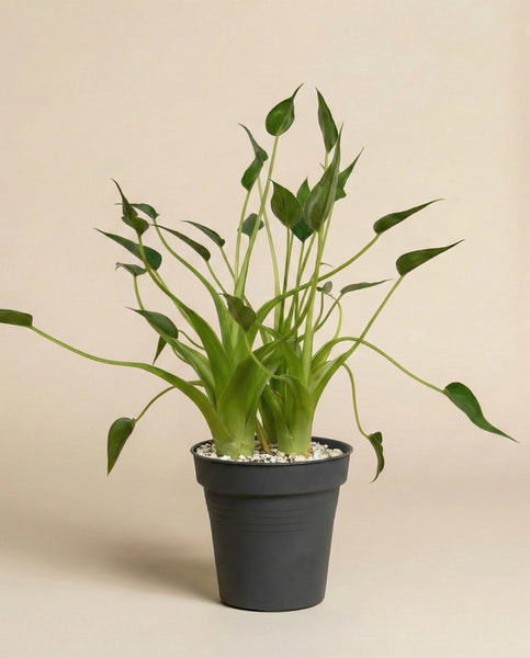 Eine Alocasia 'Tiny Dancer' - feey mit einzigartig gebogenen Stielen sitzt in einem schwarzen Topf mit weißen Kieselsteinen, der sich von einem einfachen beigen Hintergrund abhebt.