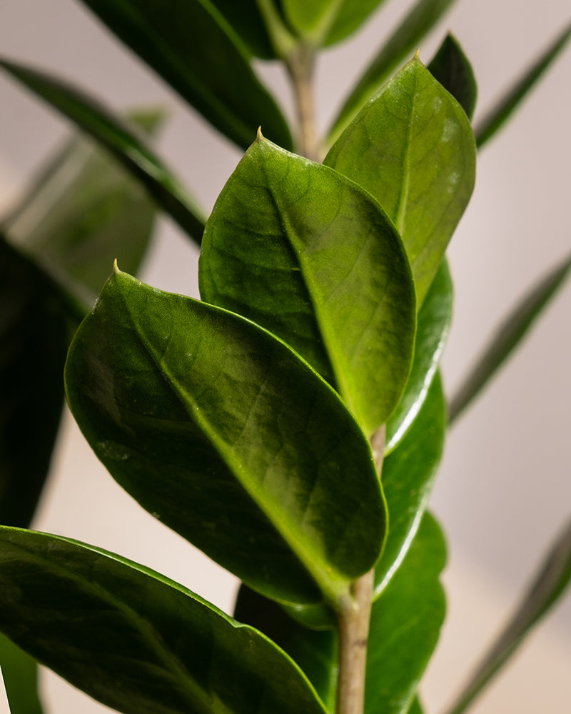 Nahaufnahme mehrerer grüner Trio Infernale-Blätter an einer Pflanze, die abwechselnd entlang eines zentralen Stiels angeordnet sind. Die Blätter sind breit, glänzend und leicht gebogen. Der Hintergrund ist unscharf, wodurch das lebendige, gesunde Erscheinungsbild der Pflanze hervorgehoben wird.