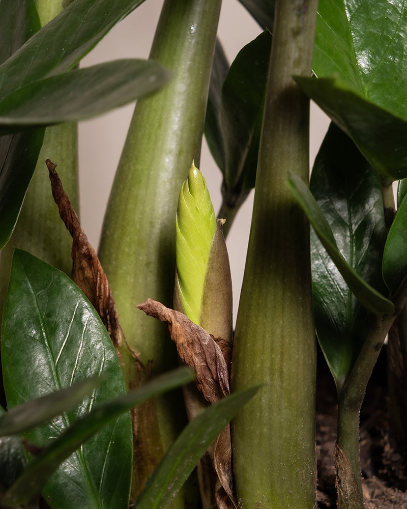 Nahaufnahme eines Trio Infernale (Zamioculcas zamiifolia) mit neuem Wachstum und einem hellgrünen Trieb, der aus der Basis hervorwächst. Reife, glänzende dunkelgrüne Blätter umgeben den Trieb und betonen seine Vitalität. Zwischen den Stielen ist auch ein braunes Blatt zu sehen, das dieser lebhaften Szene einen Kontrast verleiht.