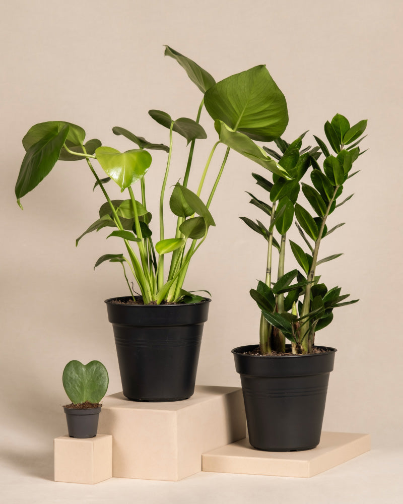 Bild von drei Topfpflanzen, die auf beigen Plattformen ausgestellt sind. Zwei größere Pflanzen, eine Monstera deliciosa und eine Zamioculcas zamiifolia, stehen in schwarzen Töpfen und eine kleinere Hoya kerii mit herzförmigen Blättern steht in einem kleinen schwarzen Topf.