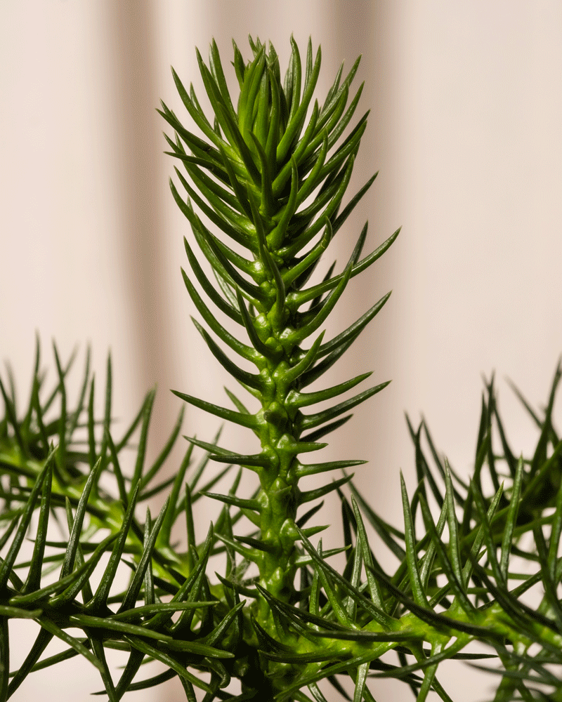 Nahaufnahme eines Zweigs der Kleinen Überraschungspflanze (Affiliate) mit scharfen, spiralförmig angeordneten grünen Blättern - eine natürliche Überraschung vor einem hellbeigen Hintergrund.