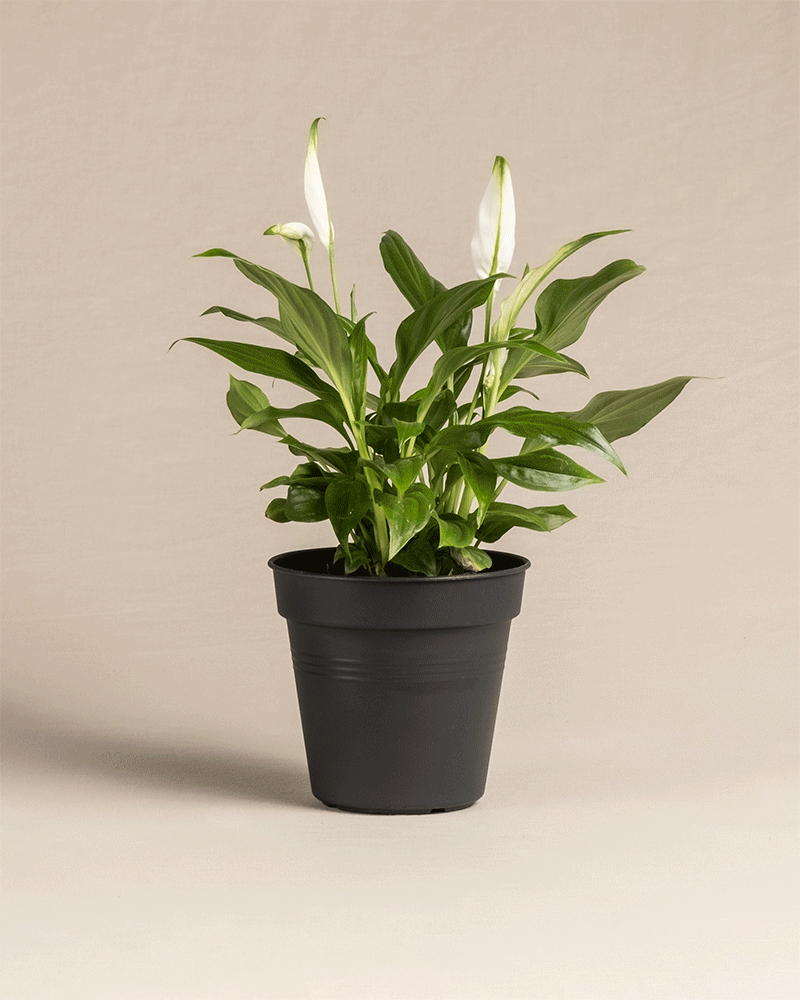 Die Überraschungspflanze, eine Friedenslilie in einem schwarzen Topf, ergänzt mit ihren glänzend grünen Blättern und weißen Blüten elegant einen beigen Hintergrund und verleiht jedem Raum Ruhe und Charme – eine perfekte Note für Weihnachten.