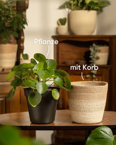 Eine grüne Ufopflanze in einem schwarzen Topf steht auf einem Holztisch neben einem leeren Jutekorb mit der Aufschrift „Lapis“. Im Hintergrund schmücken weitere Topfpflanzen, darunter Pilea peperomioides, die Holzmöbel.