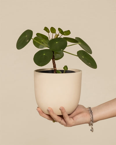 Eine Ufopflanze in einem weissen Keramiktopf wird hochgehalten.