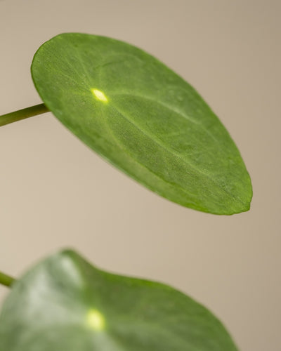 Detailaufnahme eines Blattes eines Ufopflanze Bäumchen.