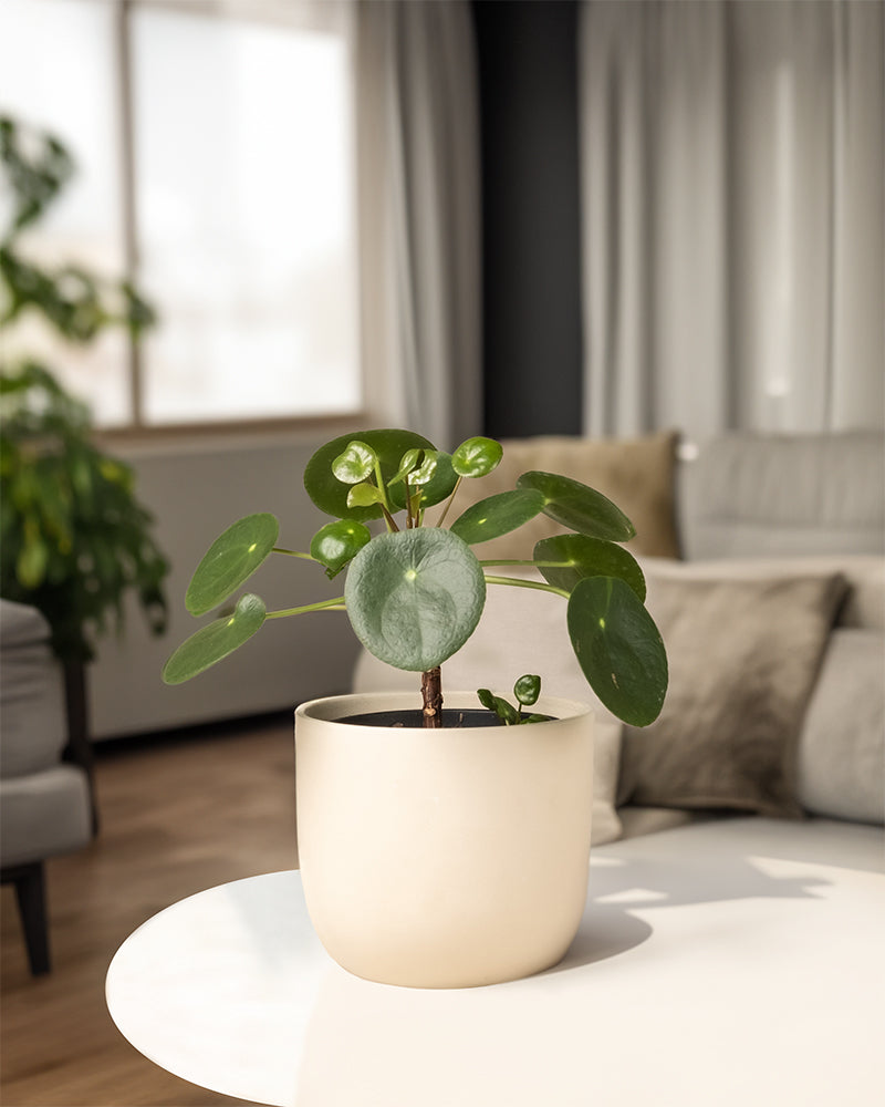 Ein Ufopflanze Bäumchen in einem weissen Keramiktopf steht auf einem Beistelltisch in einem Wohnzimmer.