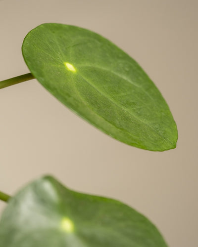 Nahaufnahme des Balance Bundles mit einer Pilea Peperomioides-Pflanze, auch bekannt als chinesische Geldpflanze oder Ufopflanze. Das Bild zeigt mehrere runde, hellgrüne Blätter mit glatter Textur und leicht glänzender Oberfläche vor einem beigen Hintergrund.