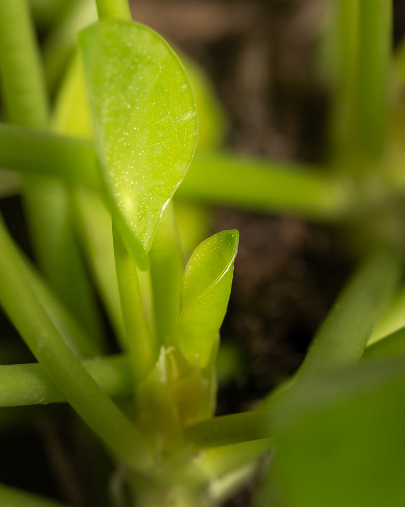 Detailaufnahme junges Blatt einer Babypflanze