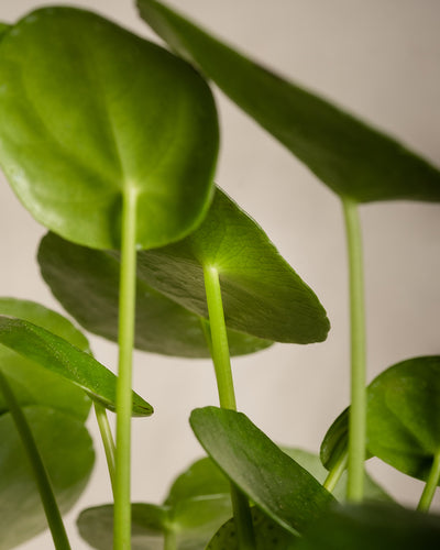 Nahaufnahme eines leuchtend grünen Schnellwachsenden Pflanzen-Sets, auch als Chinesische Geldpflanze oder Ufopflanze bekannt, mit runden, pfannkuchenartigen Blättern an langen, schlanken Stielen vor einem neutralen Hintergrund.