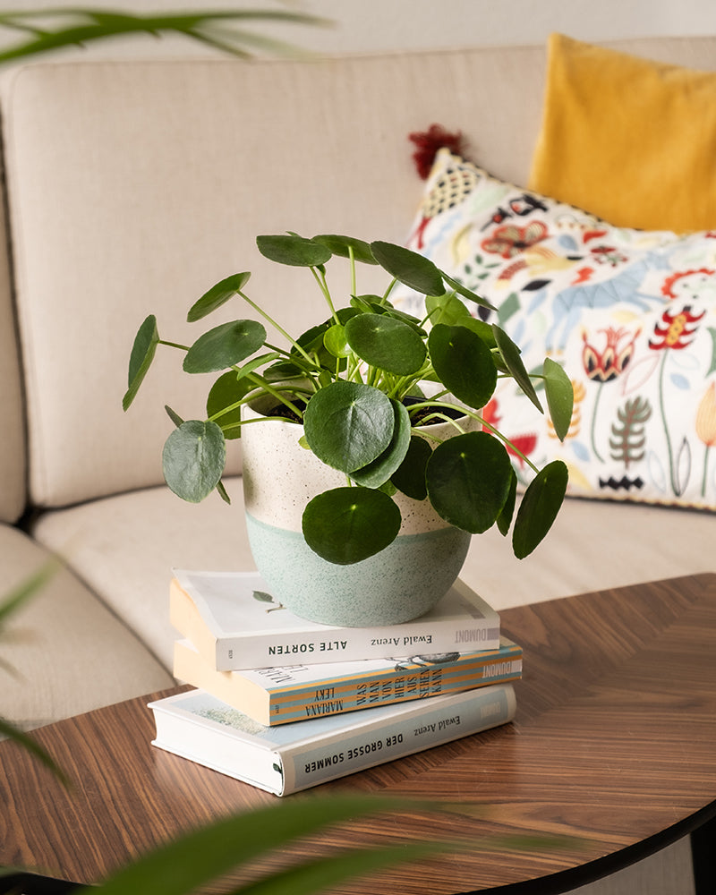 Ufopflanze in einem Keramiktopf auf einem Bücherstapel auf einem Tisch im Wohnzimmer