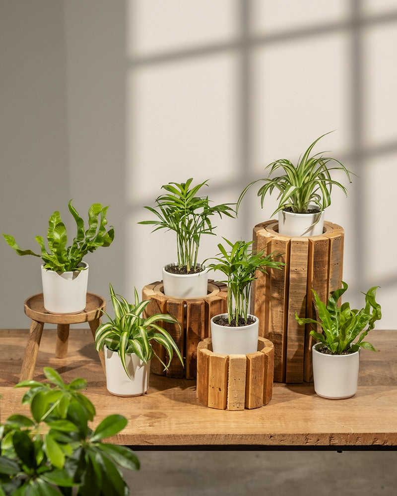 Auf einem Holztisch steht ein 6er-Set Ungiftige Babypflanzen, jede Pflanze steht auf einem anderen Holzständer. Sonnenlicht wirft einen gitterartigen Schatten an die Wand und schafft eine warme und einladende Atmosphäre – ideal für ein haustierfreundliches Tierparadies.