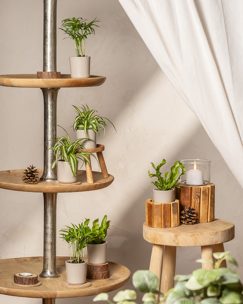 Eine gemütliche Inneneinrichtung mit einer Reihe kleiner Topfpflanzen auf Holzregalen mit Ungiftige Babypflanzen (6er-Set). Eine brennende Kerze steht neben weiteren Pflanzen auf einem Holztisch. Weiße Vorhänge verdecken die Szene teilweise und Tannenzapfen sind als Dekoration verstreut.