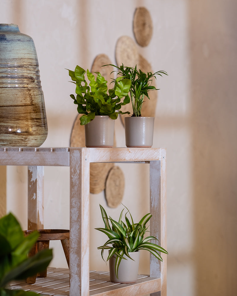 Drei Topfpflanzen aus dem Ungiftigen Babypflanzen-Trio ruhen auf einem weißen, rustikalen Holzregal. Links oben auf dem Regal steht eine große Keramikvase. Im Hintergrund ist eine Wand mit kreisrunden Korbdekorationen zu sehen, die eine warme, erdige Atmosphäre schaffen. Im Vordergrund sind die Blätter einer größeren Pflanze leicht zu erkennen.