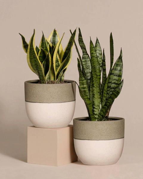 Sansevieria Duo