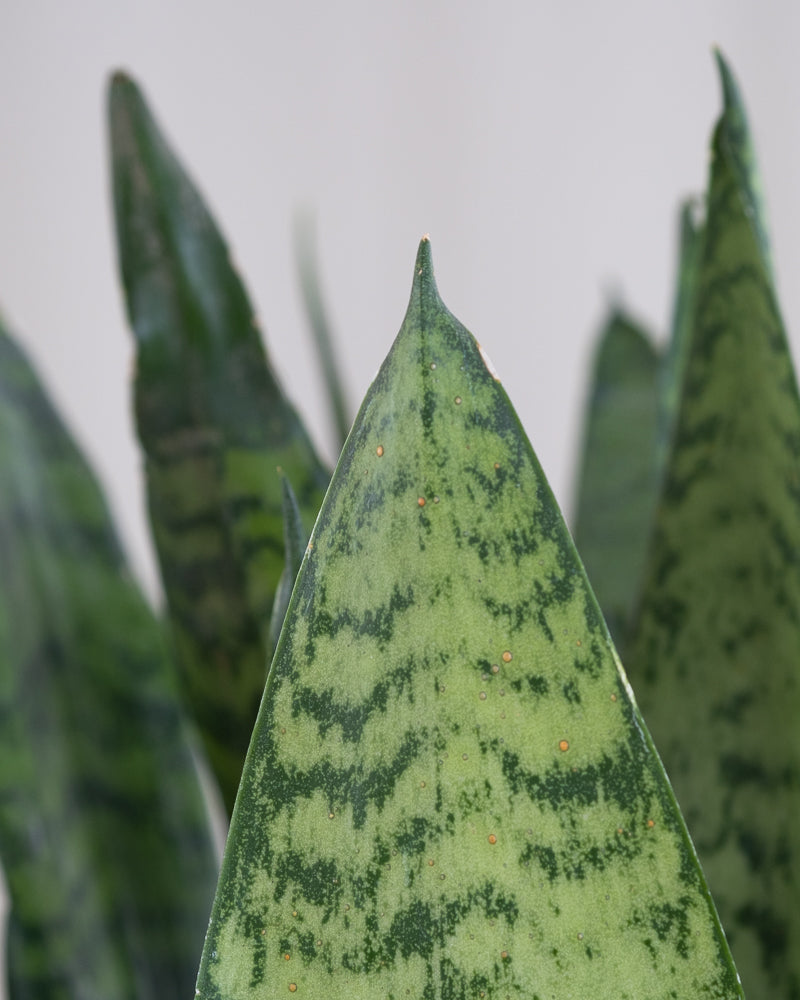 Details von Blättern der grünen Schwiegermutterzunge