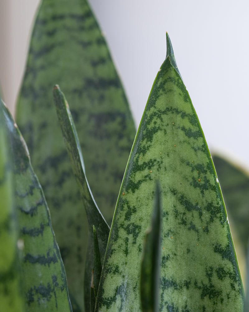 Details von Blättern der grünen Schwiegermutterzunge