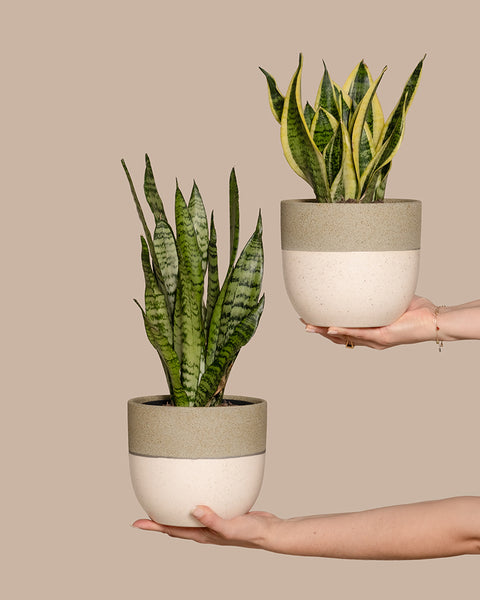 Sansevieria Duo