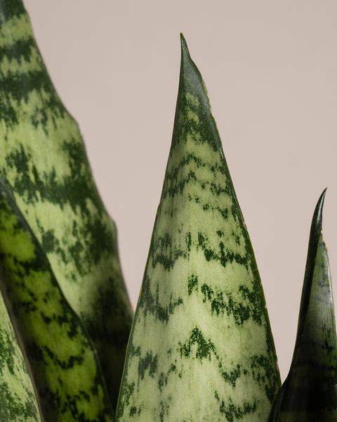 Sansevieria Duo