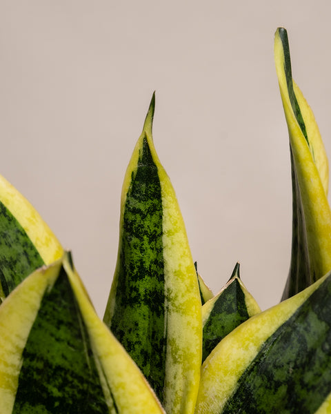 Sansevieria Duo