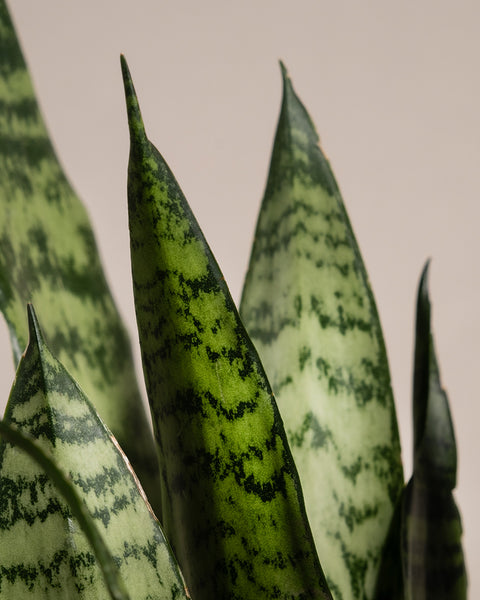 Sansevieria Duo