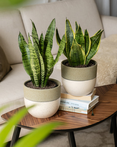 Sansevieria Duo