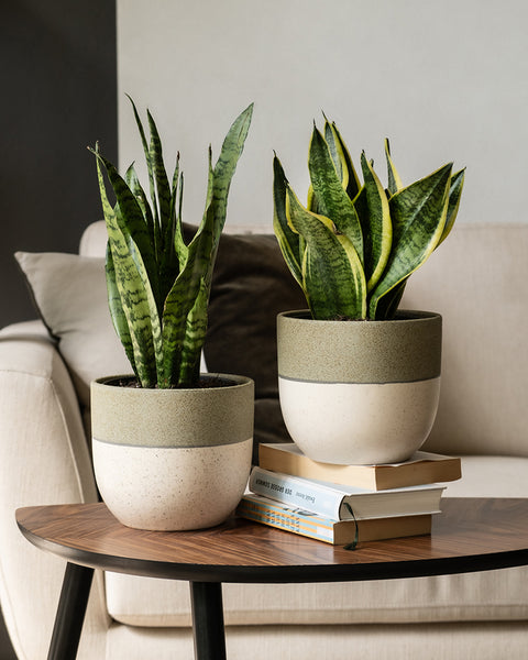 Sansevieria Duo