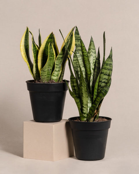 Sansevieria Duo