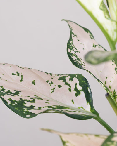 Detailaufnahme der panaschierten Blätter einer Aglaonema Vanilla Baby.