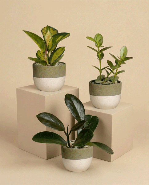 Das Baby Hoya (3er-Set) - feey besteht aus drei pflegeleichten Pflanzen in zweifarbigen Töpfen mit olivgrünen und cremefarbenen Streifen, die auf und neben beigen geometrischen Blöcken vor einem passenden beigen Hintergrund präsentiert werden.