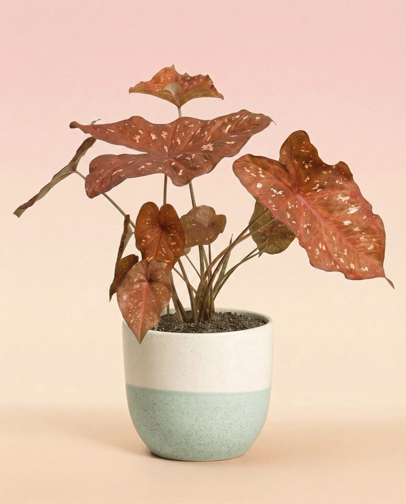 Caladium 'Burning Heart'