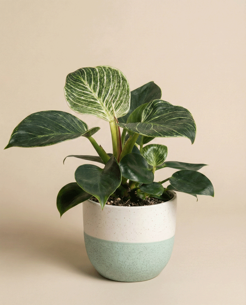 Ein pflegeleichter Philodendron 'Birkin' - feey mit großen, dunkelgrünen Blättern und weißen Adern steht im weiß-blauen Keramiktopf vor beigem Hintergrund - wächst ideal auf Spezialsubstrat für beste Gesundheit.