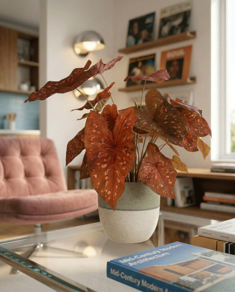 Caladium 'Burning Heart'