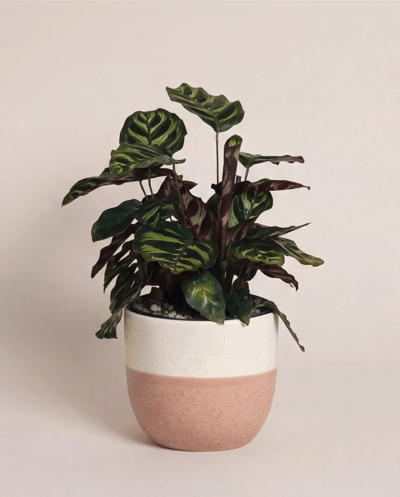 Tierfreundliche Zimmerpflanze: Die Kleine Calathea makoyana - feey präsentiert ihre gemusterten Blätter in einem rosa-weißen Keramiktopf vor hellem, schlichtem Hintergrund.
