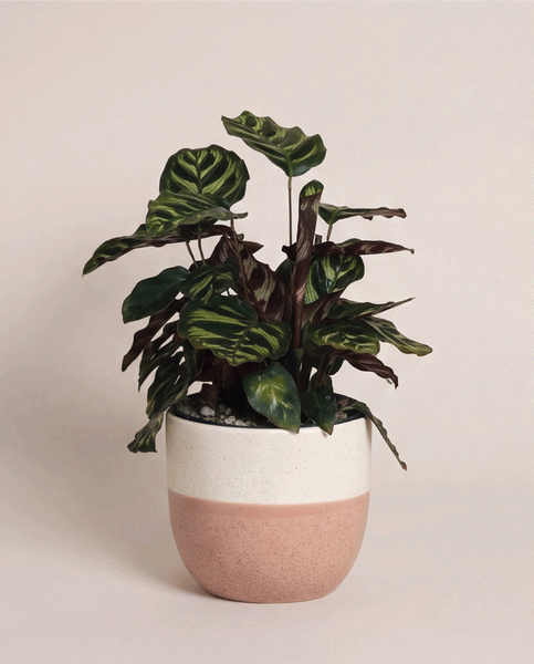 Tierfreundliche Zimmerpflanze: Die Kleine Calathea makoyana - feey präsentiert ihre gemusterten Blätter in einem rosa-weißen Keramiktopf vor hellem, schlichtem Hintergrund.