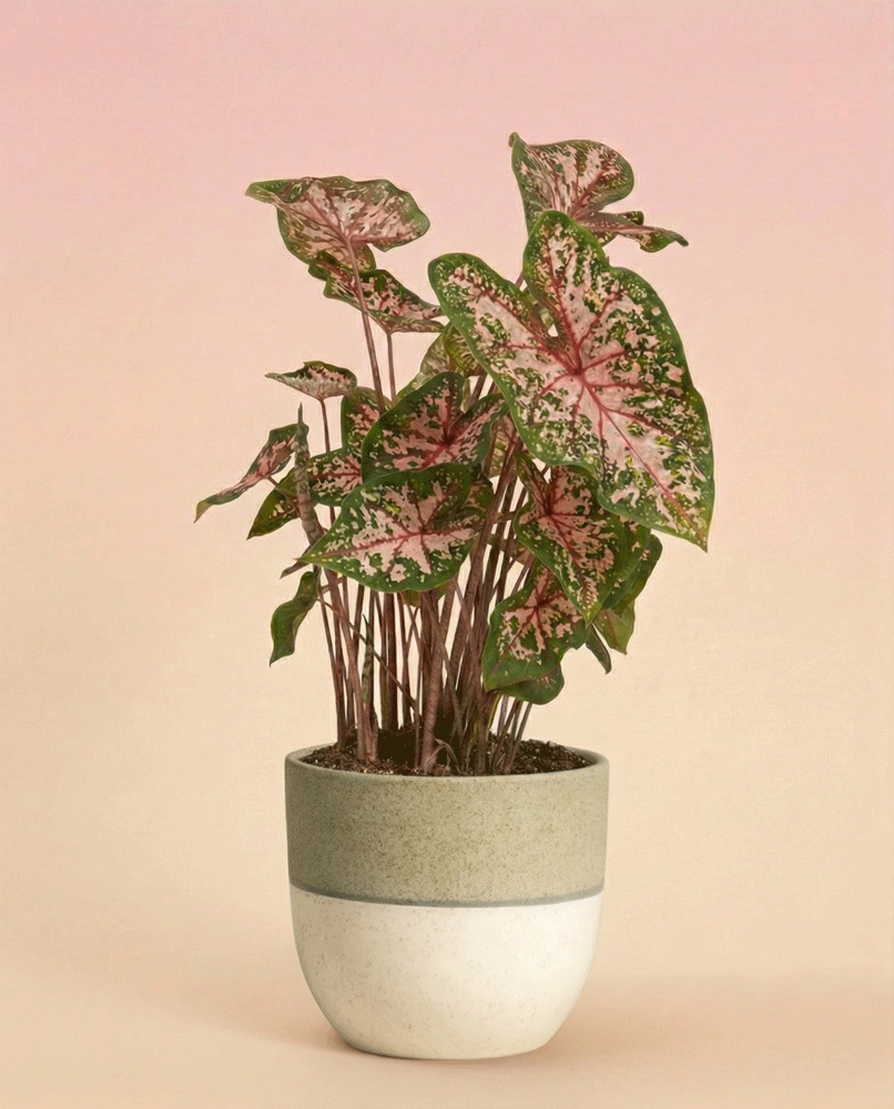 Caladium 'Carolyn Whorton' ist eine bezaubernde Zimmerpflanze mit grünen, rosa und weißen herzförmigen Blättern in einem beige-weißen Topf vor einem Hintergrund mit zartrosa Farbverlauf. Bekannt als Buntwurz für ihr buntes Laub.