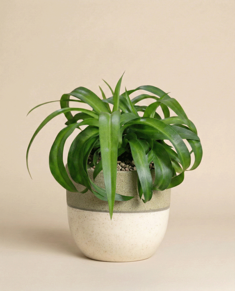 Eine Grünlilie 'Green Bonnie' mit langen, geschwungenen Blättern wächst in einem Keramiktopf mit beigen und grünen Farbblöcken vor einem schlichten beigen Hintergrund. Diese stilvolle Zimmerpflanze bringt einen frischen Touch in jeden Raum.