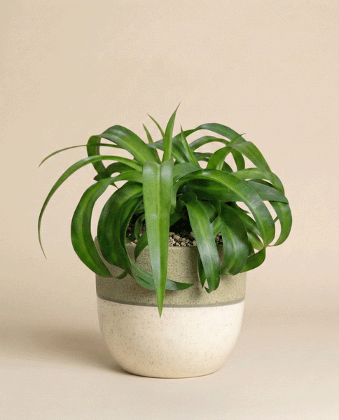 Eine Grünlilie 'Green Bonnie' mit langen, geschwungenen Blättern wächst in einem Keramiktopf mit beigen und grünen Farbblöcken vor einem schlichten beigen Hintergrund. Diese stilvolle Zimmerpflanze bringt einen frischen Touch in jeden Raum.