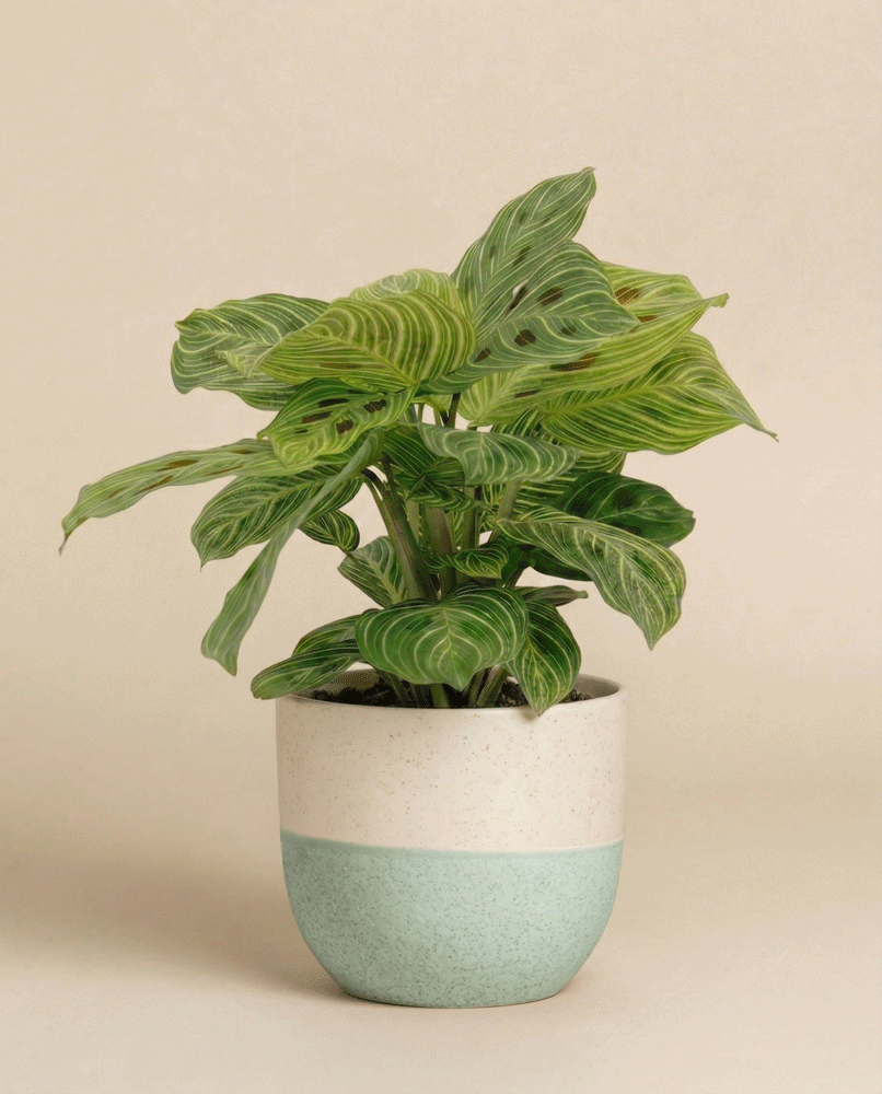 Eine Maranta 'Light Veins' - feey, die für ihre auffallend gestreiften Blätter bekannt ist, wird in einem weiß-hellblauen Keramiktopf vor einem schlichten beigen Hintergrund präsentiert.