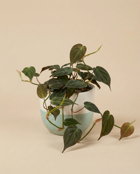 Ein Philodendron micans - feey mit herzförmigen, samtigen Blättern sitzt in einem weiß und hellblau gesprenkelten Keramiktopf vor einem schlichten beigen Hintergrund.