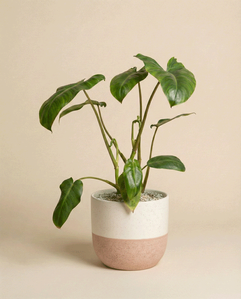 Ein Philodendron 'Paraiso Verde' - eine feige Zimmerpflanze mit großen, glänzend grünen Blättern in einem modernen zweifarbigen Keramiktopf vor einem schlichten beigen Hintergrund.