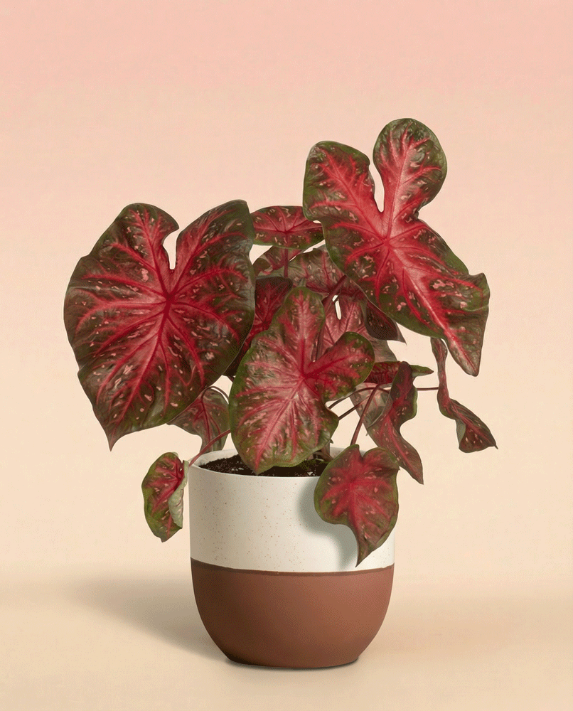 Eine Caladium 'Red Flash' Topfpflanze zeigt große, herzförmige Blätter mit leuchtend roter Mitte und grünem Rand vor einem Hintergrund mit zartem rosa Farbverlauf.