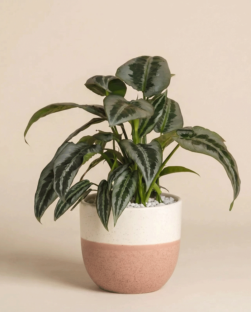 Die Schismatoglottis 'Silver Indukan' -ey mit ihren gemusterten grünen Blättern steht in einem weißen und rosafarbenen Keramiktopf vor einem schlichten beigen Hintergrund.
