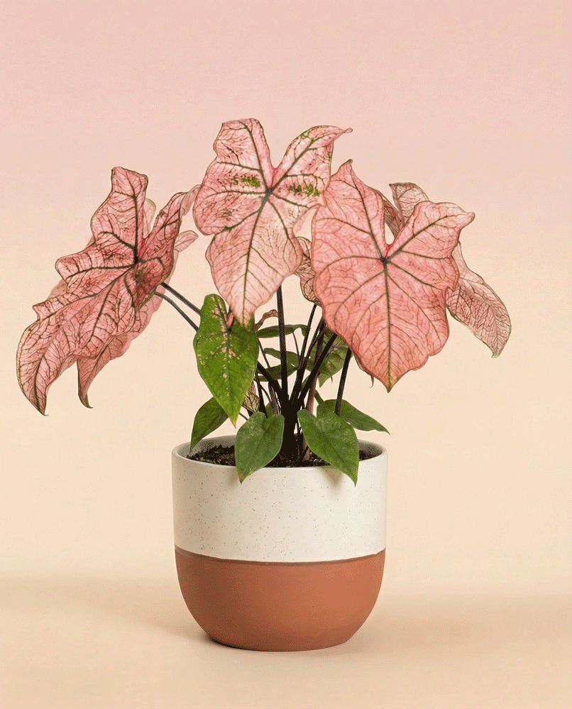 Ein Caladium 'Spring Fling' mit großen, herzförmigen, rosafarbenen Blättern und grünen Adern sitzt in einem weiß-terracottafarbenen Topf auf einem Hintergrund mit zartrosa Farbverlauf.
