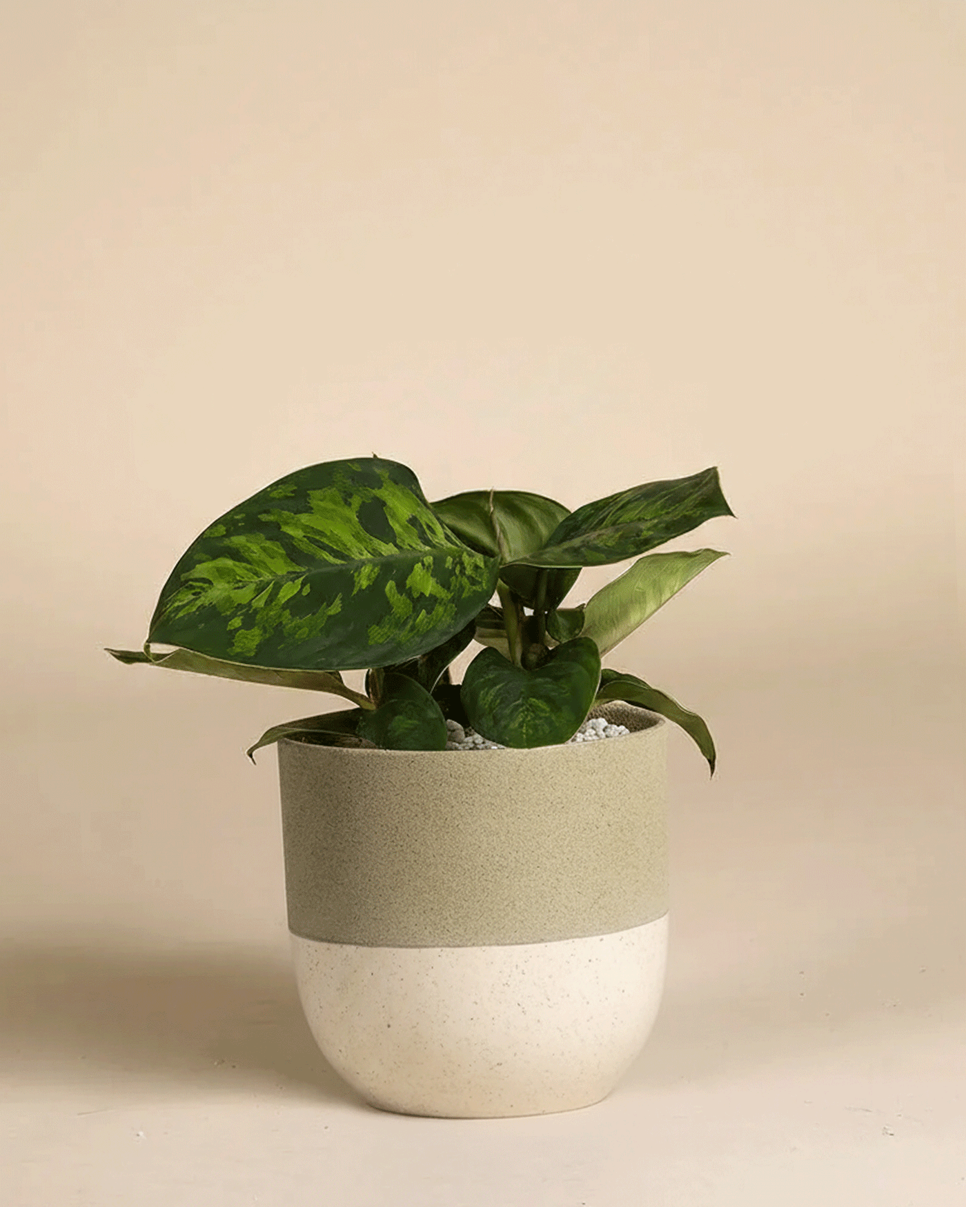 Eine Homalomena 'Camouflage - feey' mit auffälligen Blattmustern sitzt in einem zweifarbigen beigen und hellgrauen Topf vor einem einfarbig beigen Hintergrund.