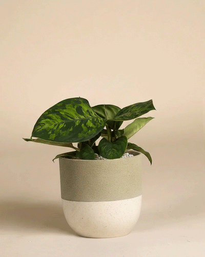 Eine Homalomena 'Camouflage - feey' mit auffälligen Blattmustern sitzt in einem zweifarbigen beigen und hellgrauen Topf vor einem einfarbig beigen Hintergrund.