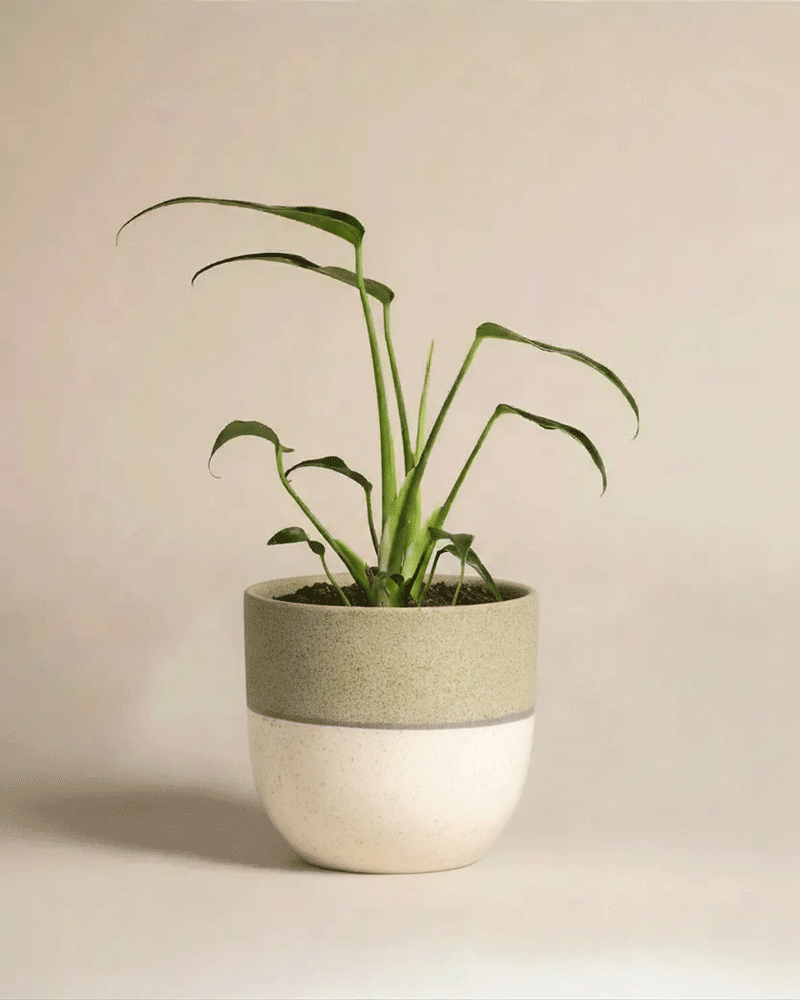 Eine Monstera 'Burle Marx Flame' - feey mit langen, schlanken grünen Blättern sitzt in einem runden Topf mit einer strukturierten oberen Hälfte und einer glatten weißen unteren Hälfte vor einem neutralen Hintergrund.