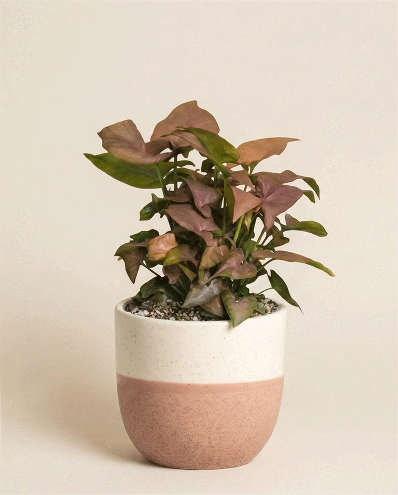 Eine leuchtende Syngonium 'Neon' - feey mit üppigen, rosa gefärbten Blättern, getopft in einem weißen und hellrosa Keramiktopf, vor einem schlichten beigen Hintergrund.